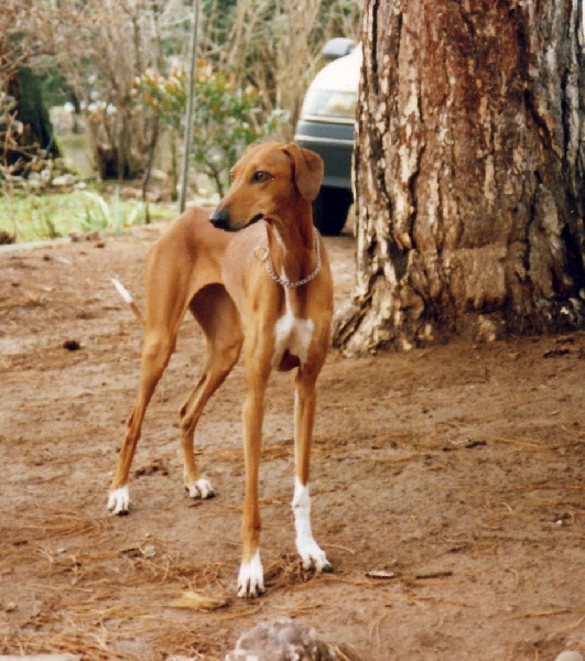 CH. F'madaoua Jaouhara Sahel