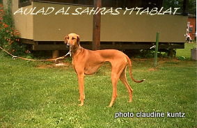 Aulad al sahra's M'tablat