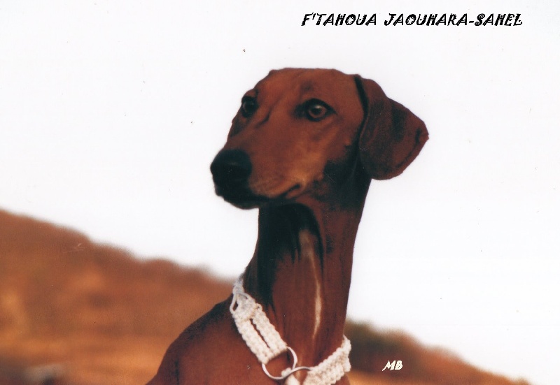 F' tahoua Jaouhara Sahel