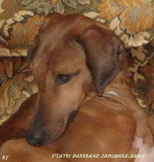 F'tayri darrane Jaouhara Sahel