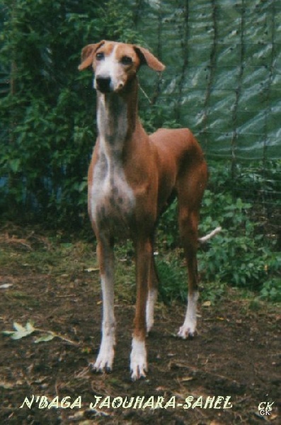 N'baga Jaouhara Sahel