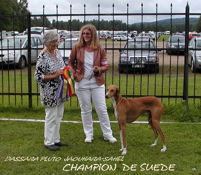 Jaouhara Sahel - DASSARA PLUTO CHAMPION DE SUEDE et CHAMPION DU DANEMARK 2010