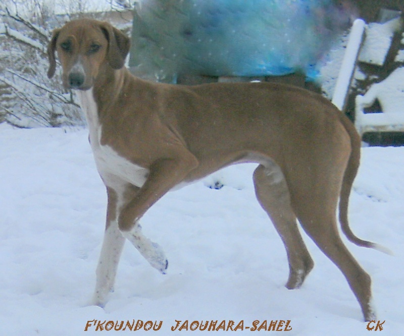Jaouhara Sahel - Azawakh - Portée née le 27/06/2010